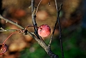 Parco Europa Autunno_051